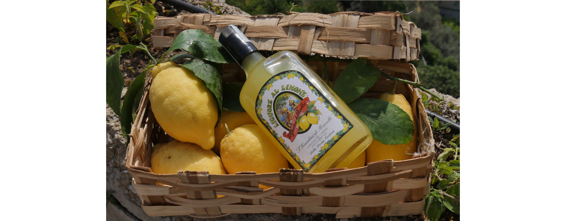 Amalfi lemon: the sfusato